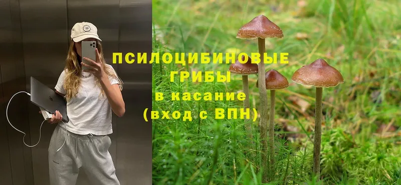 Псилоцибиновые грибы Psilocybine cubensis  Алексеевка 